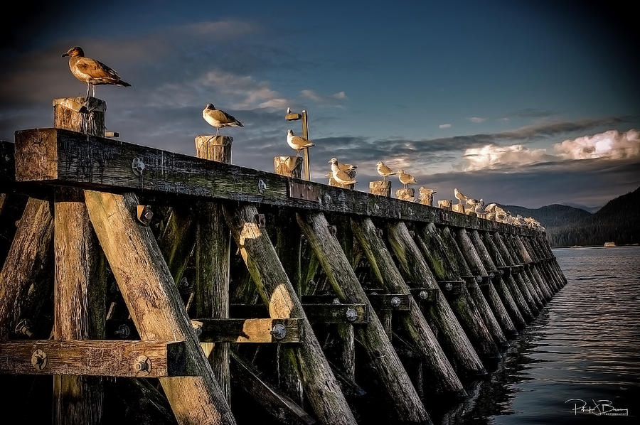 Seagulls Photograph by Patrick Boening