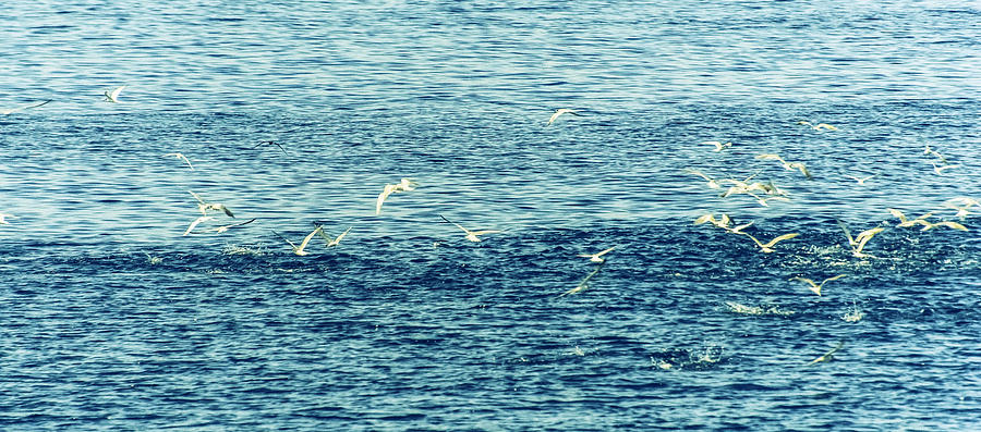 Seagulls Photograph by Patrick Kain