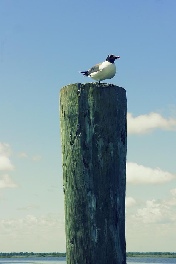 Nature Photograph - Seagulls Rest by Laurie Perry