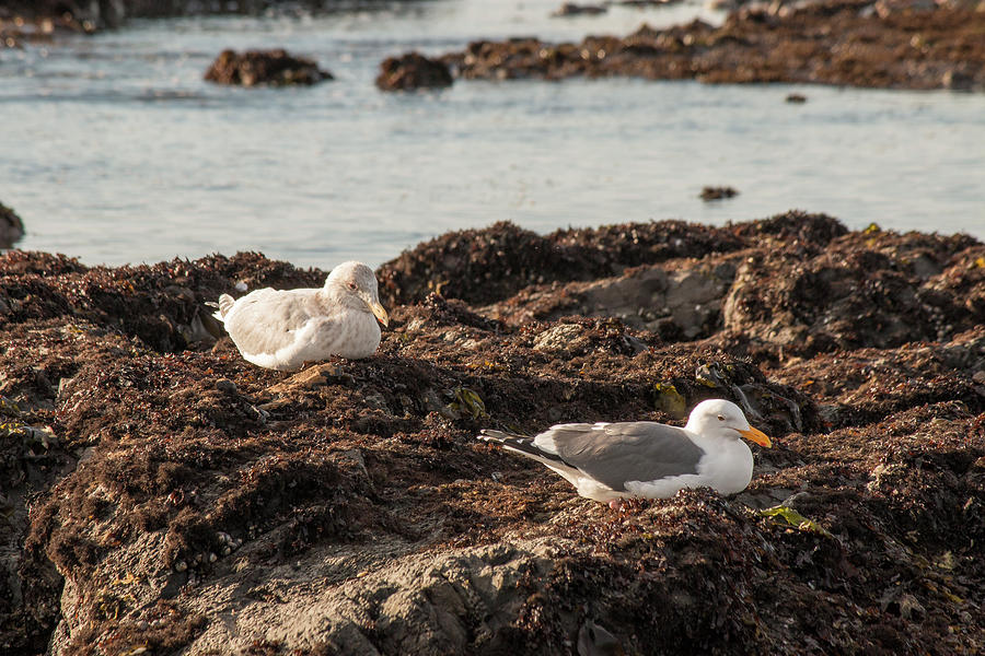 Seagulls Resting on the Rocks Photograph by Teresa Wilson