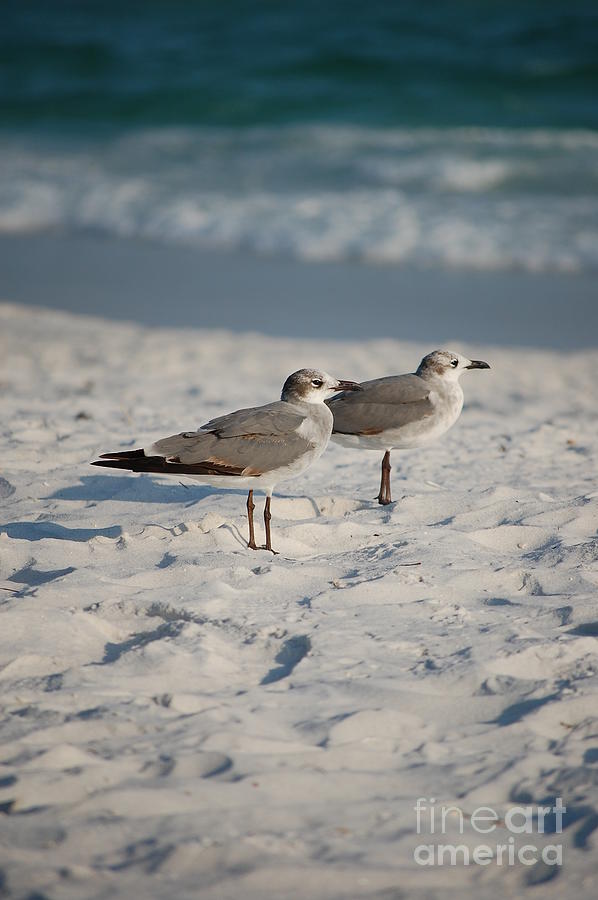 Seagulls Photograph by Robert Meanor