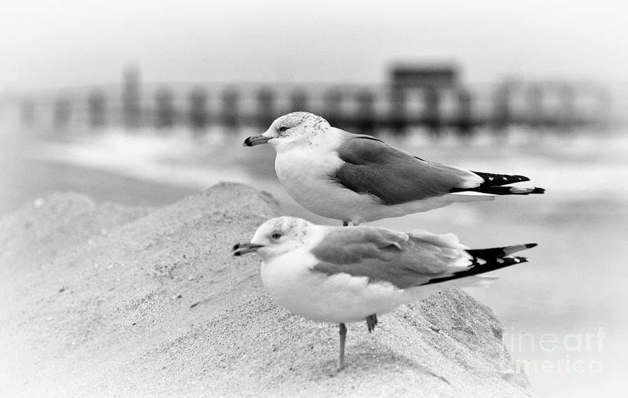Seagulls Seascape Rolling Waves in Black White Photograph by Al Nolan