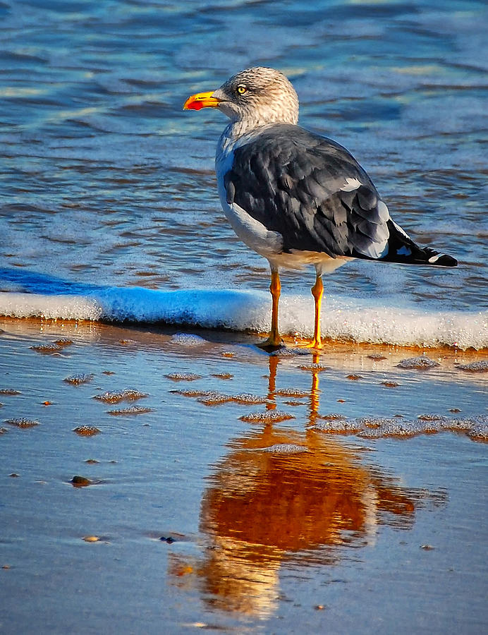 Seagulls Shadow Photograph by Peg Runyan