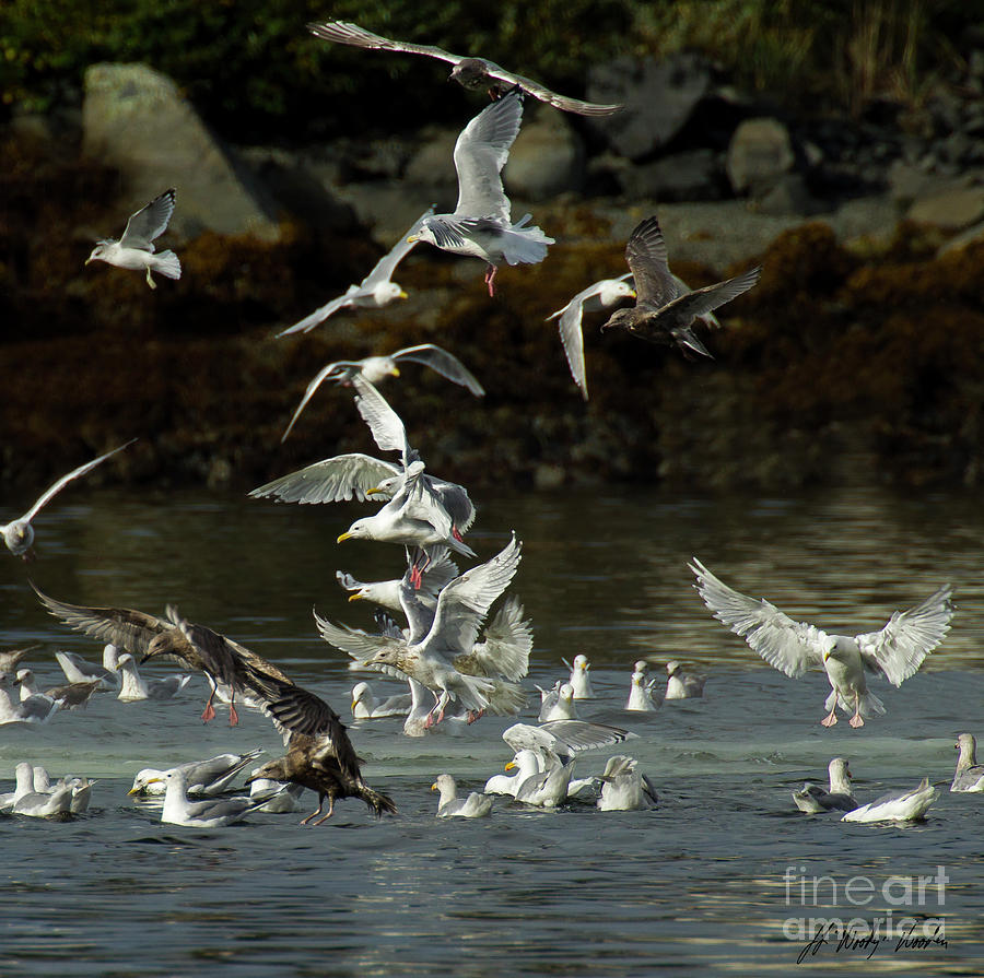 Seagulls-Signed-#2729 Photograph by J L Woody Wooden