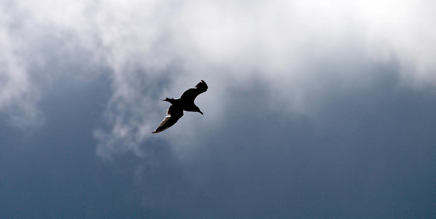 Seagulls sky 1 Photograph by Jouko Lehto