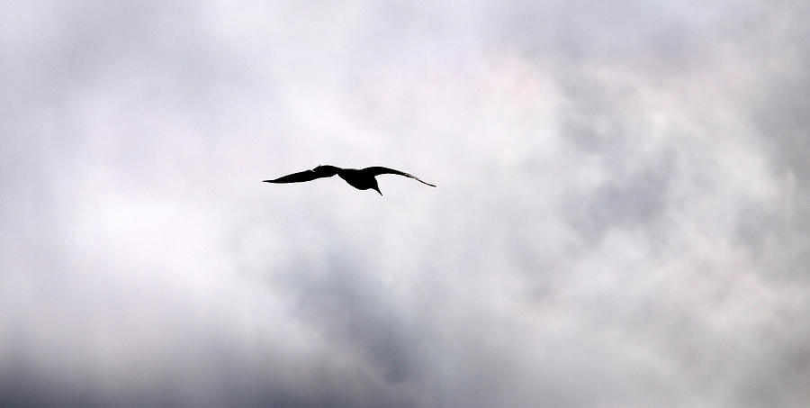 Seagulls sky 2 Photograph by Jouko Lehto