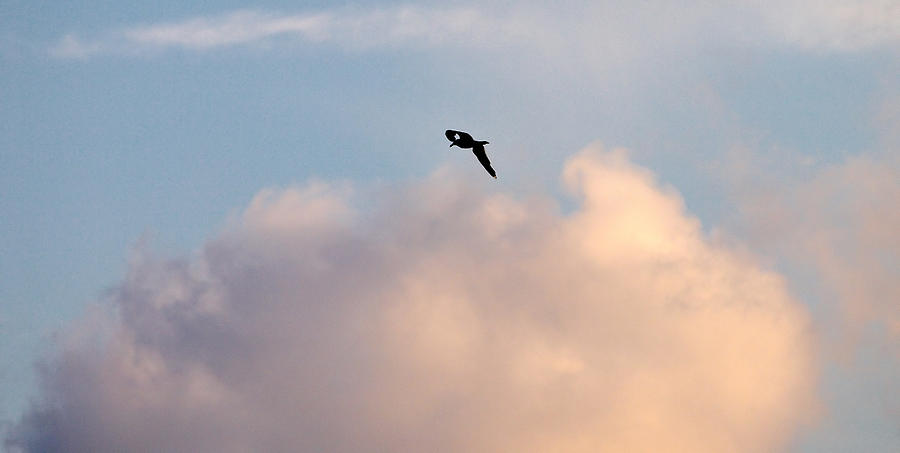 Seagulls sky 3 Photograph by Jouko Lehto