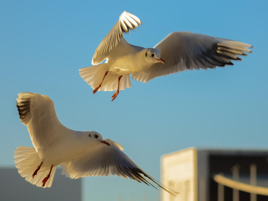 Seagulls Spreading Wings Photograph