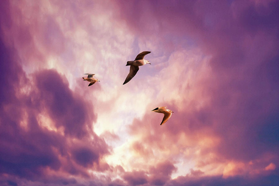 Seagulls Digital Art by Steve Ball