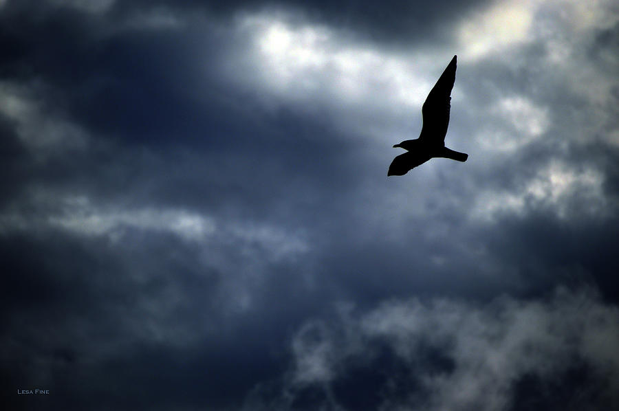 Seagulls Stormy Flight Photograph by Lesa Fine