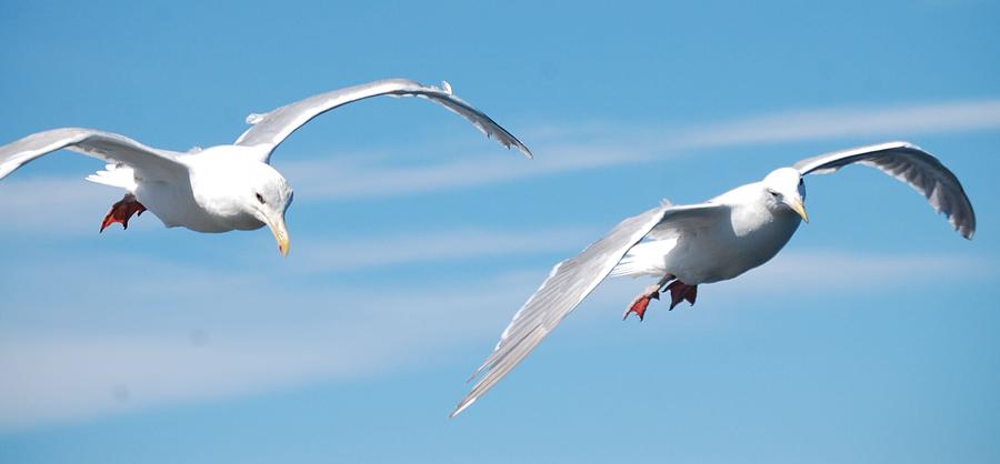 Seagulls Photograph by Sumoflam Photography
