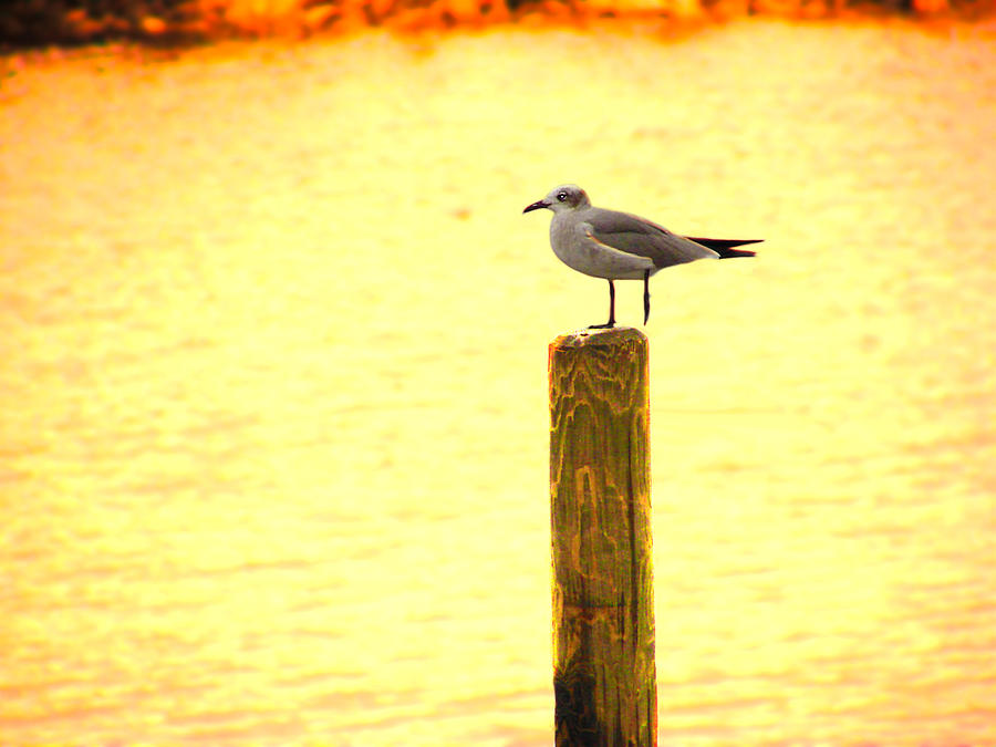 Seagulls Sunset Photograph by Laura Brightwood