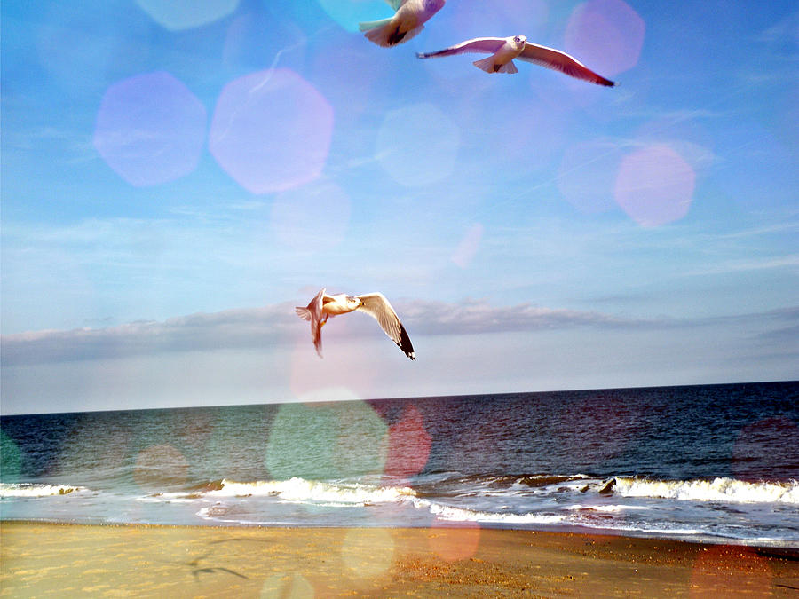 Seagulls Take Me Away Mixed Media by Trish Tritz