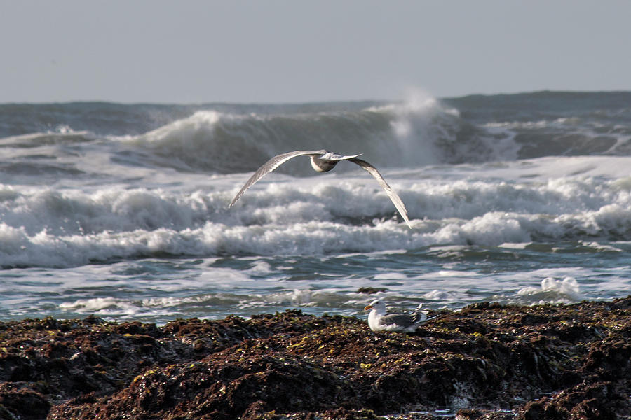 Seagulls Photograph by Teresa Wilson