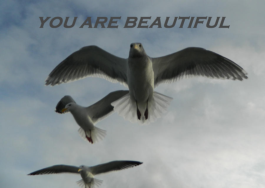 Seagulls You Are Beautiful Photograph by Gallery Of Hope 