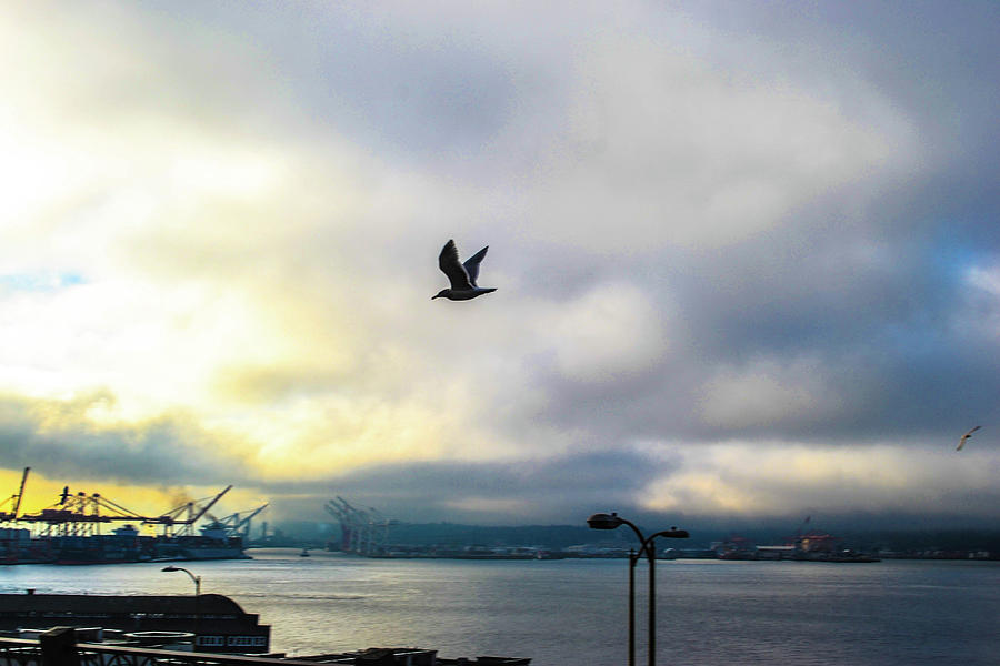 Seattle Photograph - Seahawkin by D Justin Johns