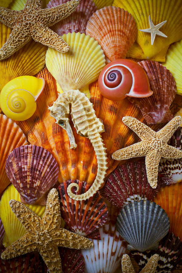 Seahorse Photograph - Seahorse and assorted sea shells by Garry Gay