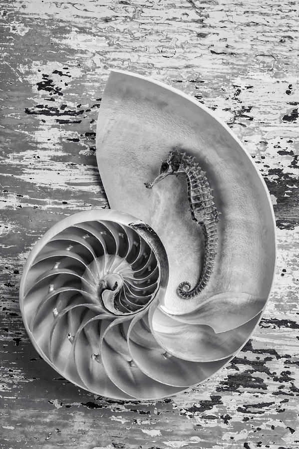 Seahorse And Nautilus Shell Photograph by Garry Gay