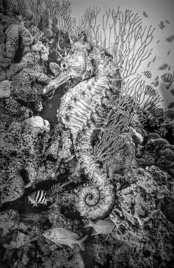 Seahorse at a Magical Reef Black and White Photograph by Debra and Dave Vanderlaan