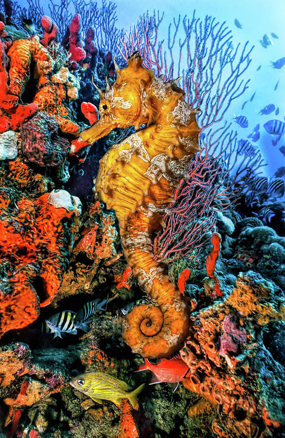 Seahorse at a Magical Reef in Striking Detail Photograph by Debra and Dave Vanderlaan