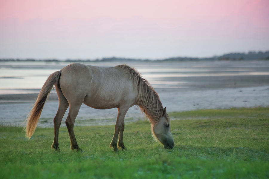 Seahorse Dawn  Photograph by Paula OMalley