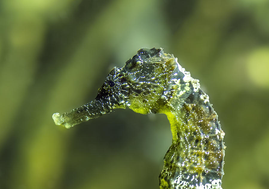 Seahorse Head Photograph by William Bitman