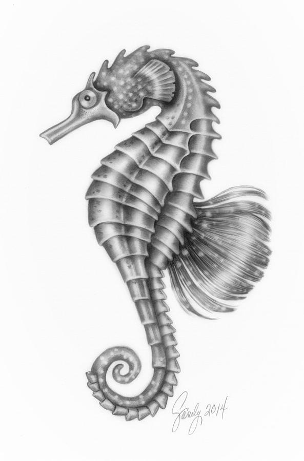 Seahorse In Graphite Drawing by Sandy Ilene Anderson Fine Art America