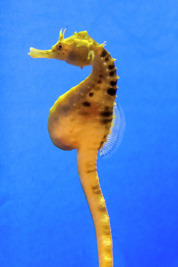 Seahorse in Profile Photograph by Robert Wilder Jr
