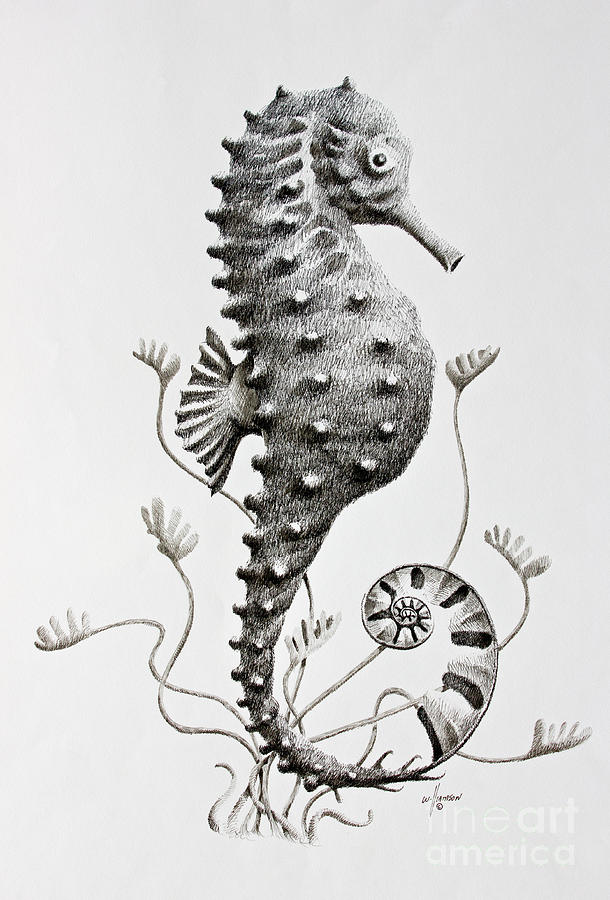 Seahorse Drawing - Seahorse  by James Williamson