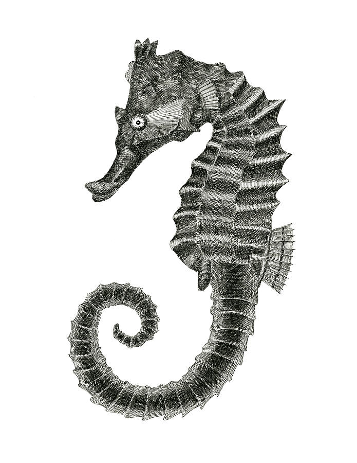 Fish Drawing - Seahorse by Jeno Futo