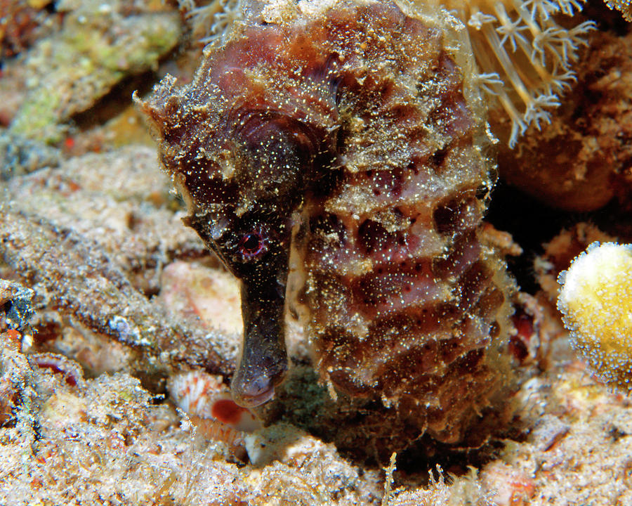 Seahorse, Sea Pony, Red Sea, Israel 1 Photograph by Pauline Walsh Jacobson