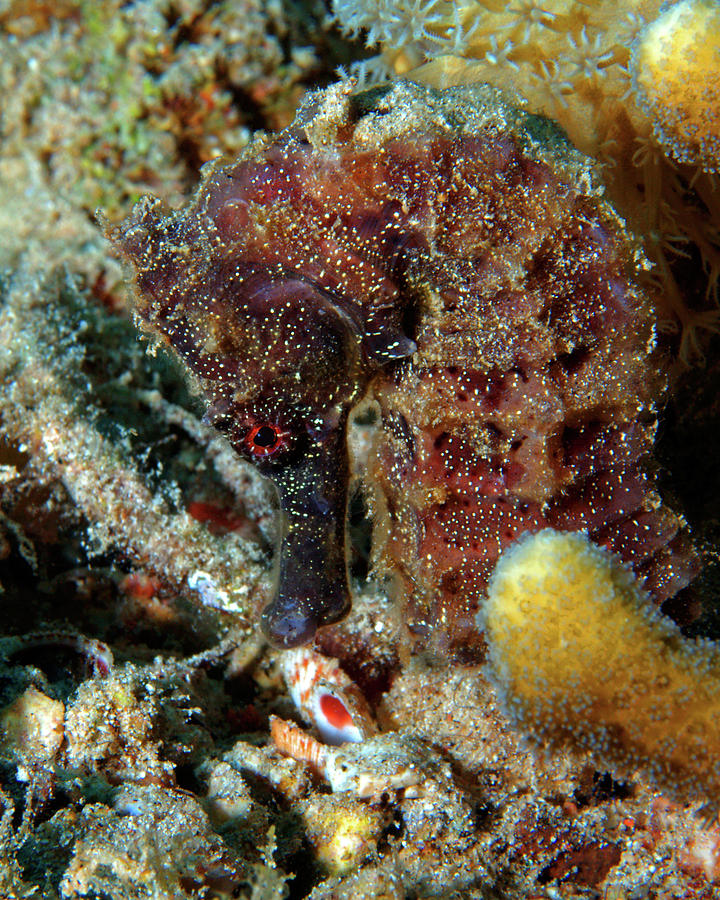 Seahorse, Sea Pony, Red Sea, Israel 2 Photograph by Pauline Walsh Jacobson