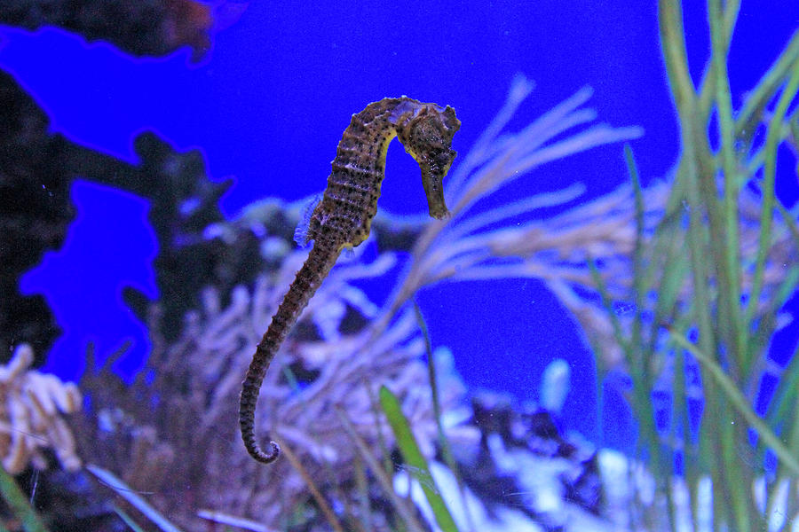 Seahorse Photograph by Shoal Hollingsworth