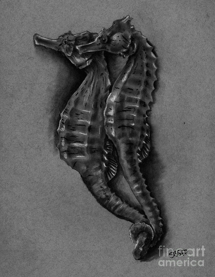 Seahorse Study Drawing by Samantha Strong