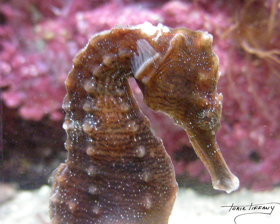 Seahorse2 Photograph by Torie Tiffany