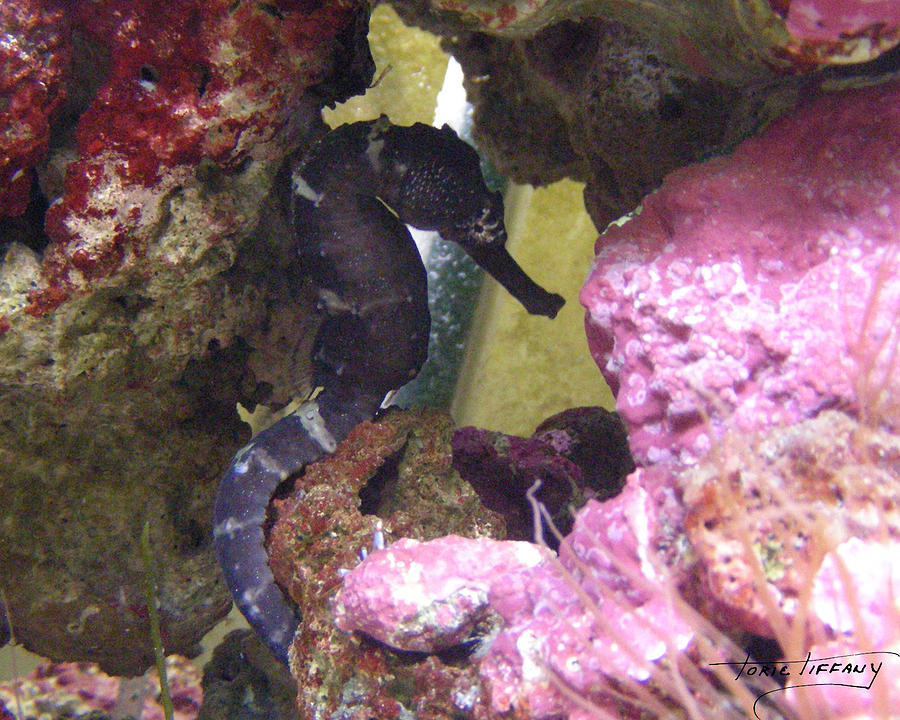 Seahorse3 Photograph by Torie Tiffany