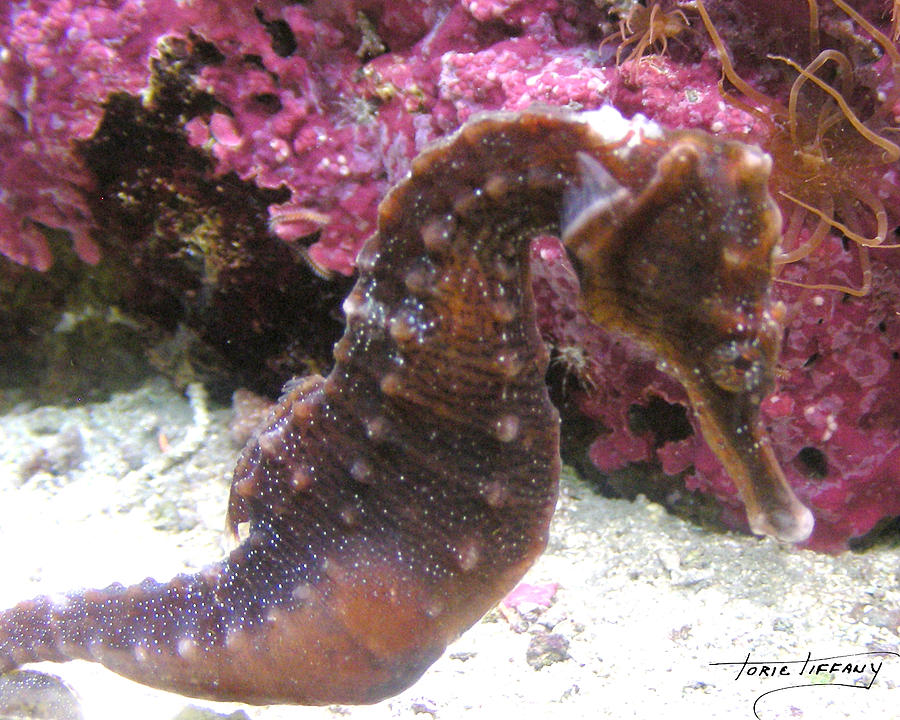 Seahorse4 Photograph by Torie Tiffany
