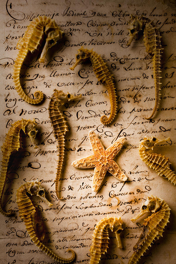 Still Life Photograph - Seahorses and starfish on old letter by Garry Gay