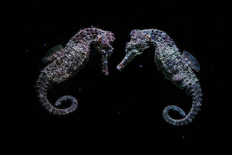 Seahorses Photograph by Jaroslaw Blaminsky