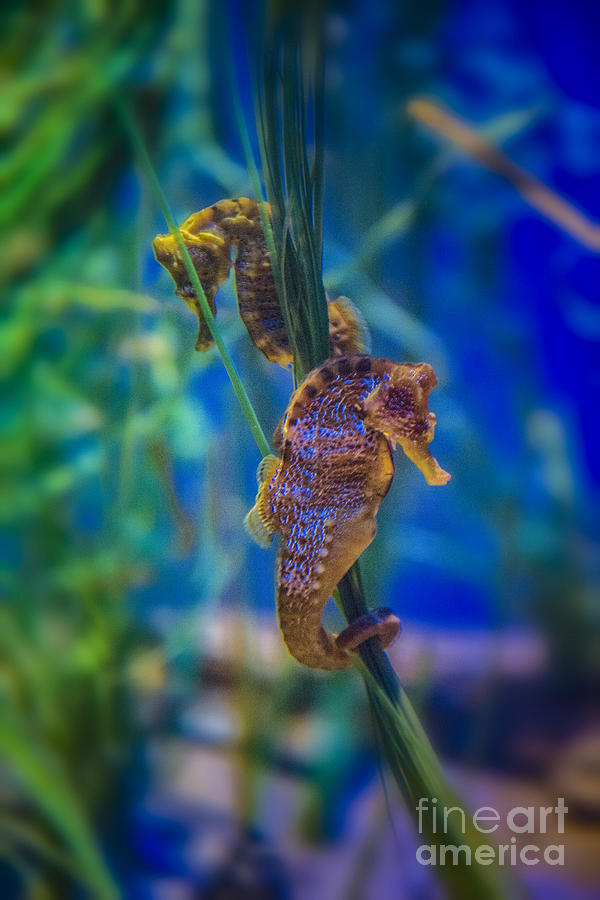 Seahorses Small Marine Fishes Photograph by David Zanzinger