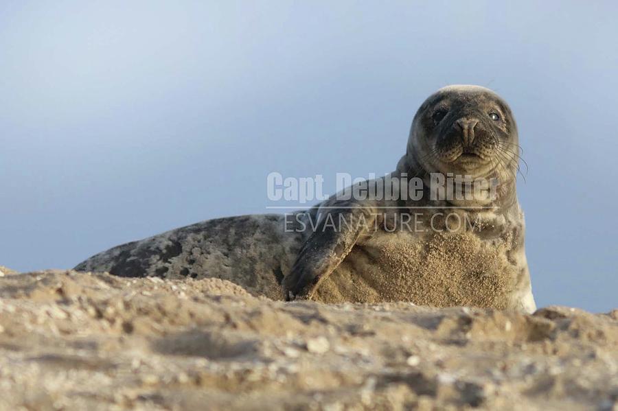 Seal 0040 by Captain Debbie Ritter Seal 0040 by Captain Debbie Ritter