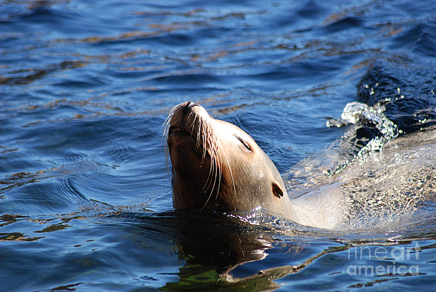 Seal 20150117_122 Photograph by Tina Hopkins