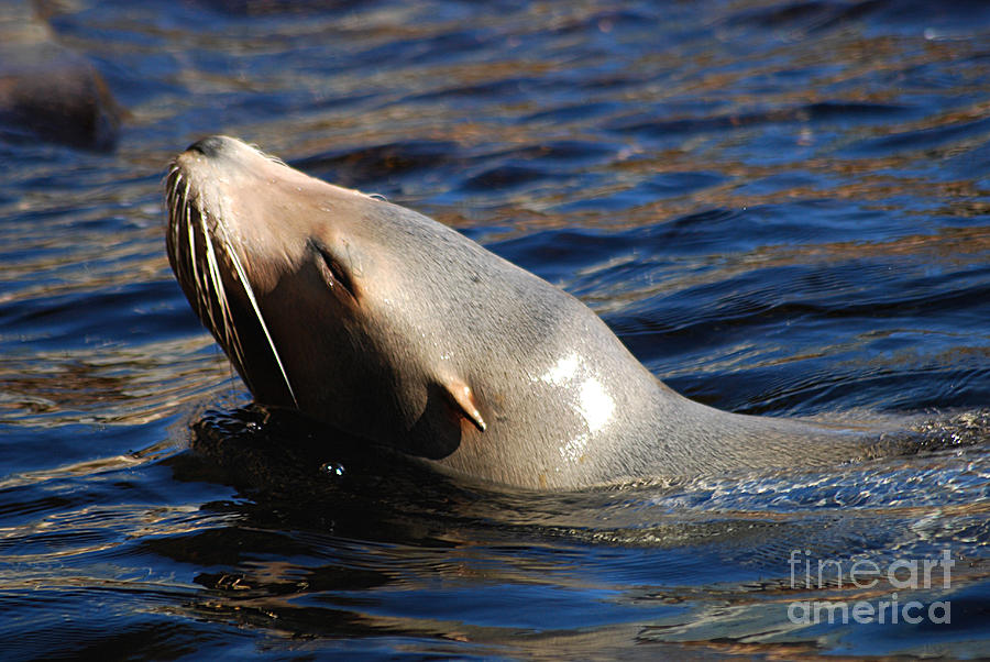 Seal 20150117_98 Photograph by Tina Hopkins