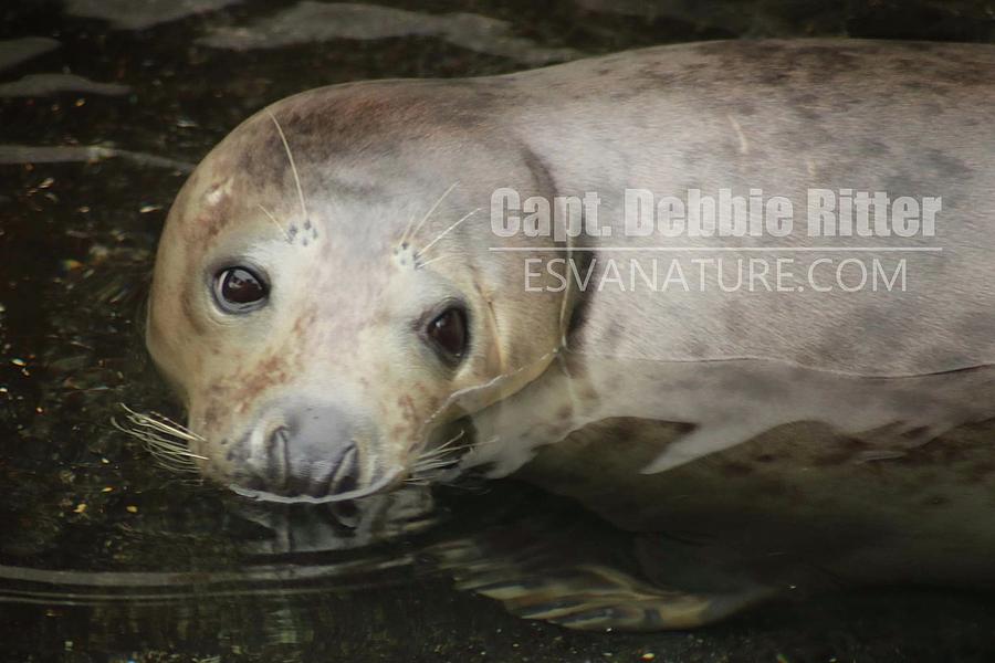 Seal 5808 by Captain Debbie Ritter Seal 5808 by Captain Debbie Ritter