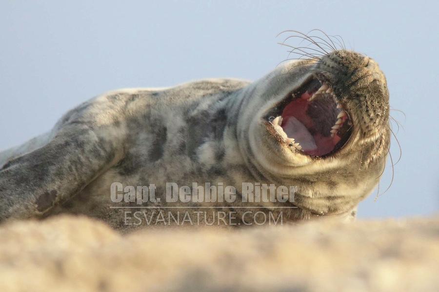 Seal 9979 by Captain Debbie Ritter Seal 9979 by Captain Debbie Ritter