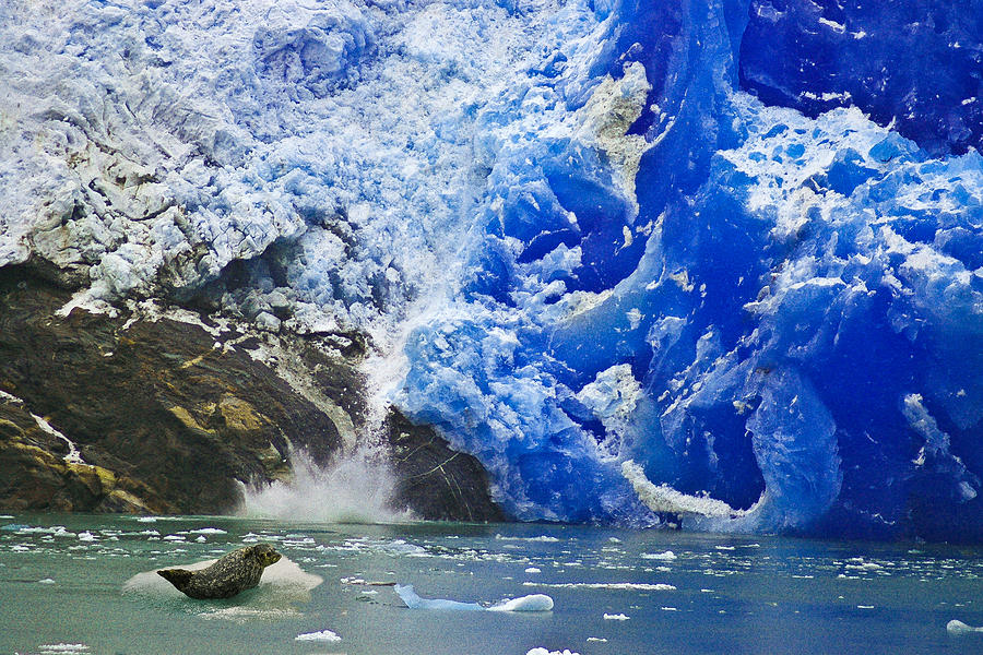 Seal and Glacier Photograph by Harry Spitz