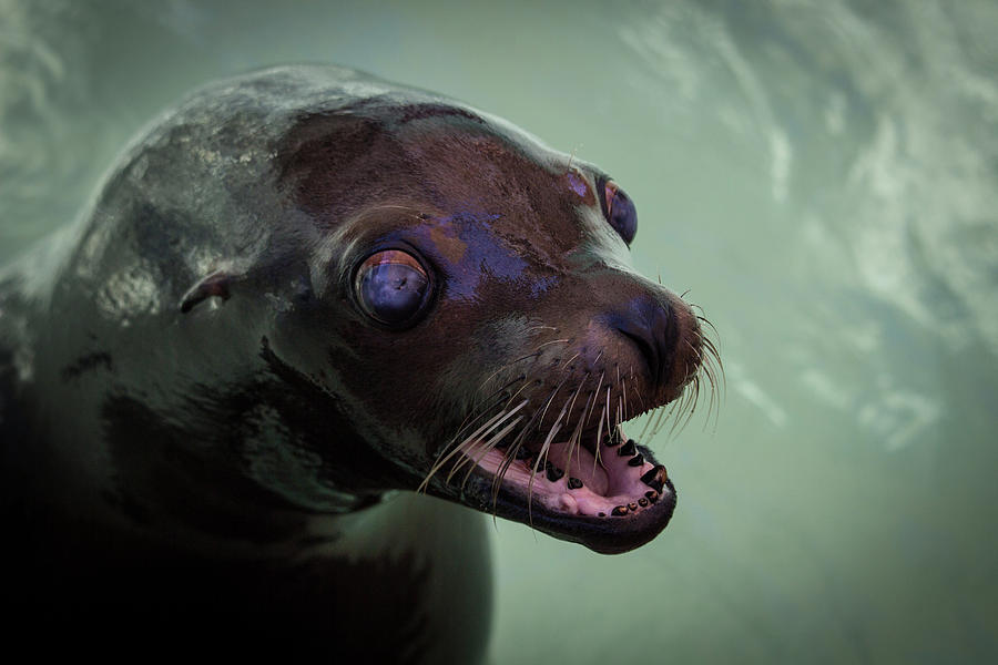 Seal Animal Photograph by King Dragon - Fine Art America