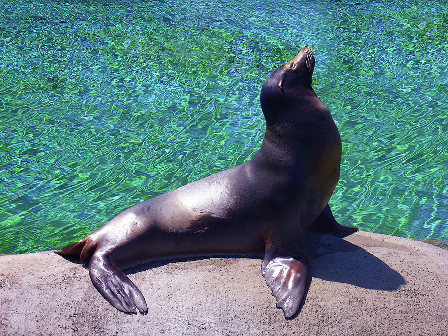 Seal at the Kansas City Zoo Photograph by Steve Karol