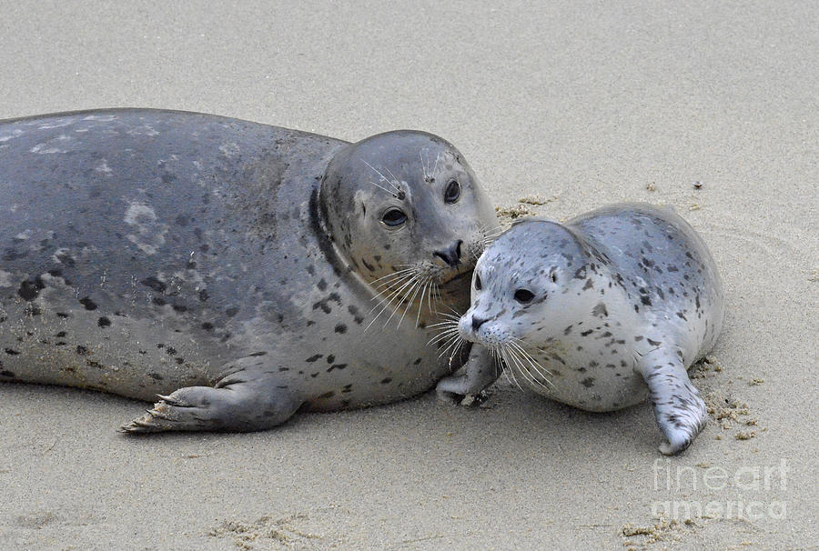 Wildlife Photograph - Seal Baby  by Judy Grant
