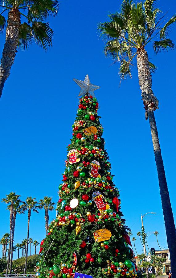 Seal Beach Christmas Tree Photograph by Robert MeyersLussier Fine